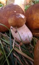 ÃÂ³Ãâ¬ÃÂ¸ÃÂ±ÃÂ¸ autumn mushrooms natural wonder ....